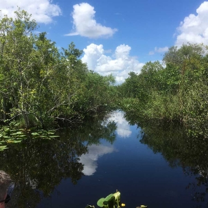 everglades-swamp-miami