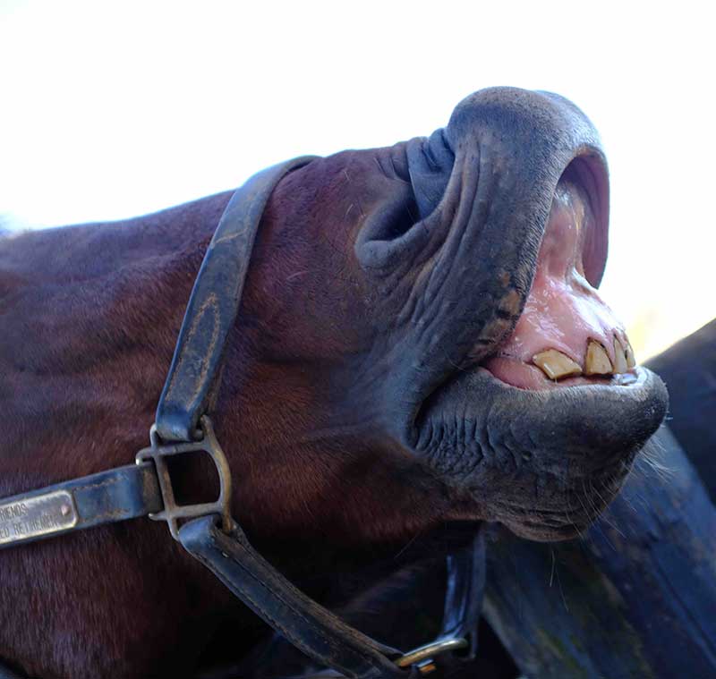 horse-kentucky